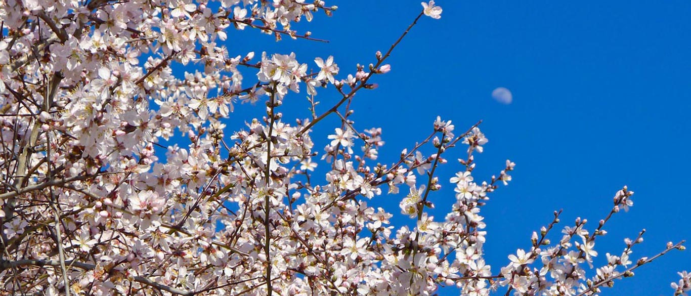 Almond Blossoms in San Giacomo Sicily
