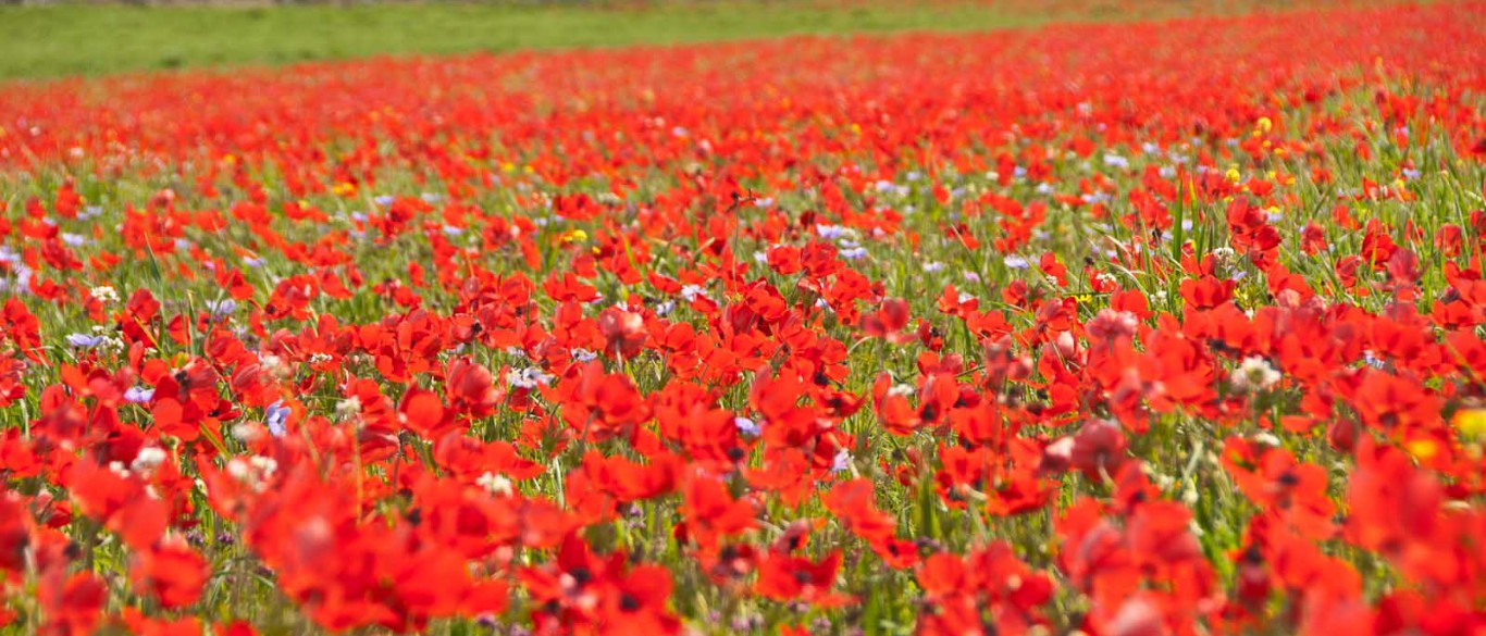 Poppies in field in Sicily