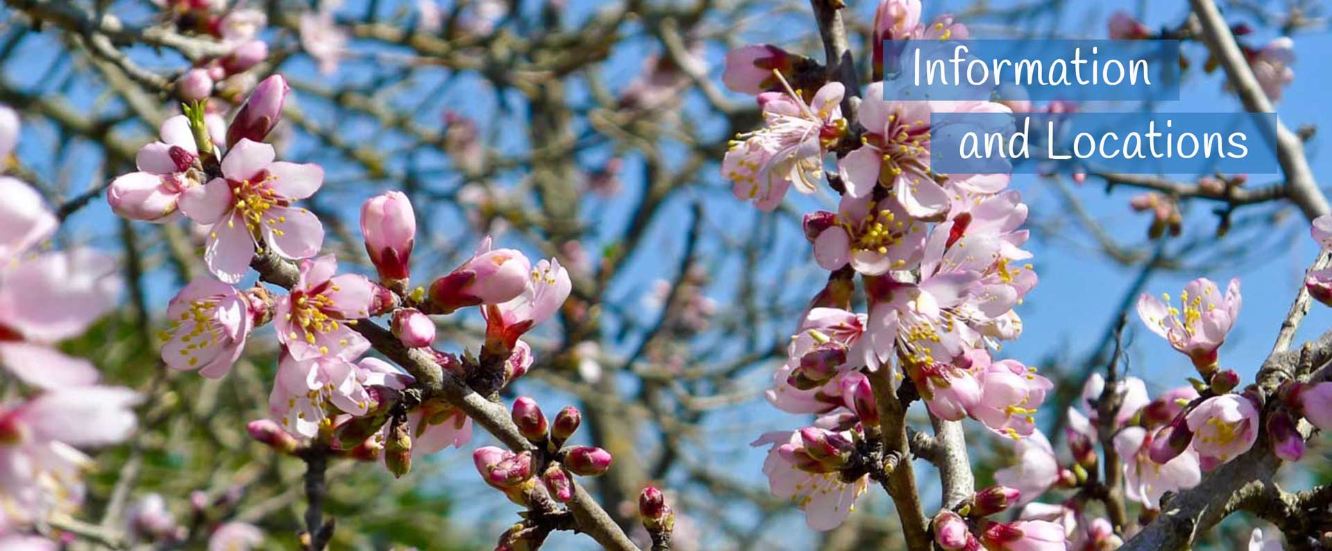Almond-blossums